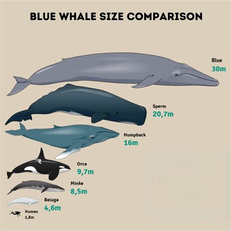 how big is a blue whale.
